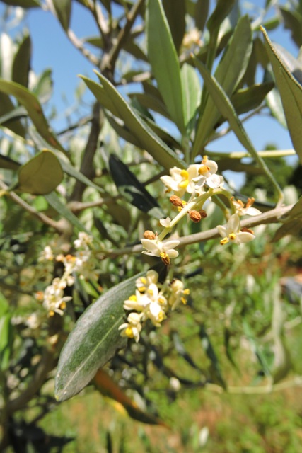 Ascolano olive flowers